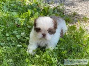 Chip Shihtzu