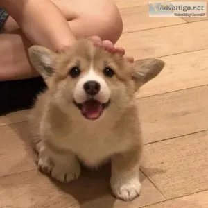 PEMBROKE WELSH CORGI  PUPPIES AVAILABLE