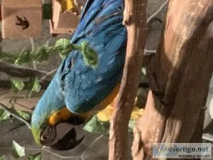 Female Parrot