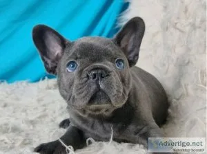 Micro French bulldog pups for sale