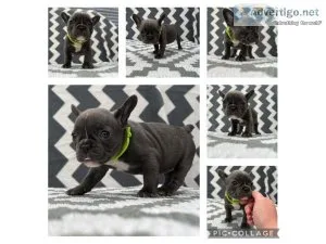 beautiful French bulldog puppies looking for their forever homes