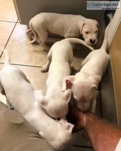 Dogo Argentino Puppies Available