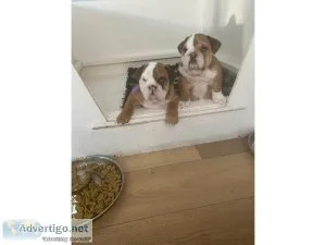 Purebreed English Bulldog Puppies Available Now
