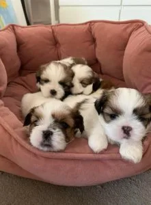 Beautiful Litter Of AKC Registered Imperial Shih Tzu