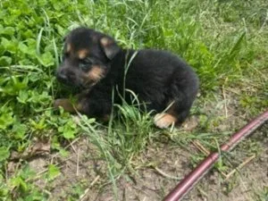 Duke german shepherd mix