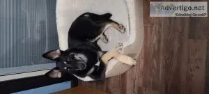 Female German Shepherd Husky Free