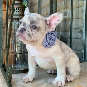 French Bulldog Puppies AKC Registered