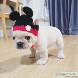 Joy Blues French bulldog puppies for sale