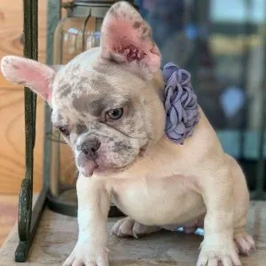 Affordable French Bulldog Puppies