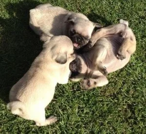 Talented pug puppies for sale