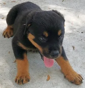 Rocky Gorgios Rottweiler puppies for sale