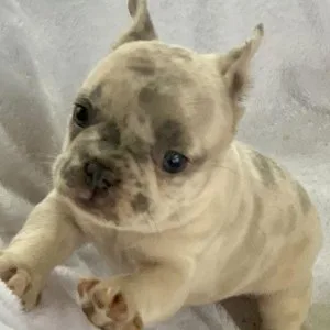 Full AKC Reg French Bulldog Puppies