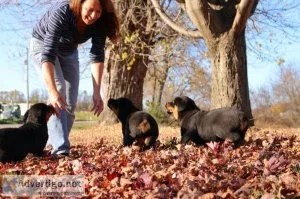 Stunning Rottweiler Puppies Ready 
