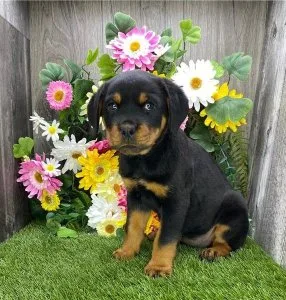 Tucker Gorgios Rottweiler puppies for sale