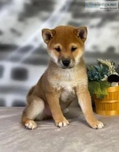 Niko shiba ino