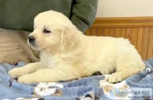 AKC golden retrievers