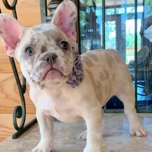 Super adorable AKC French Bulldog Puppies