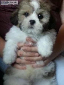 Champion lineup Lhasa apso puppies  sreeganesh farm