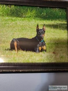 Doberman Female
