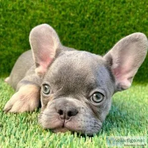Playful French Bulldog Puppies For Sale