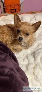 Yorkie chi