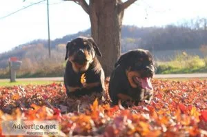 Affectionate and Beautiful Rottweiller Puppies Ready