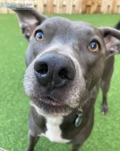 Pit mix