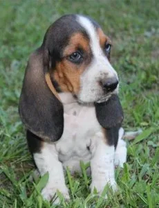Special Basset hound puppies