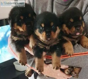 Cooper Gorgios Rottweiler puppies for sale