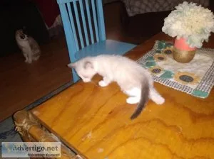 Beautiful keettee Siamese mix one is short tale