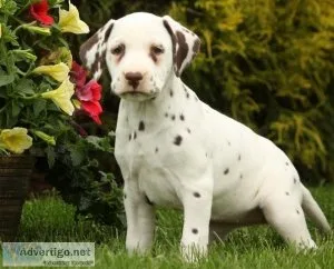 Excellent Dalmatian puppies for sale