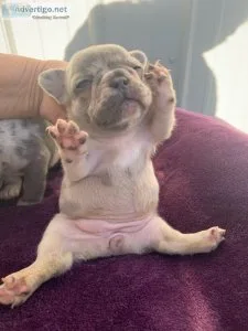 Beautiful Healthy French bulldog puppies