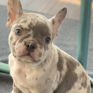 Beautiful AKC French Bulldog Puppies