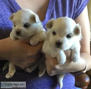 A.K.C. Purebred Maltese Puppies