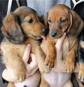 Dachshund puppies for sale