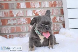 Quality Blue French Bulldog Puppies For Sale