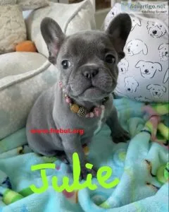 Cute Males and Females French Bulldog puppies (www.frebul.org)