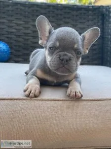 Well trained french bulldog pups for sale