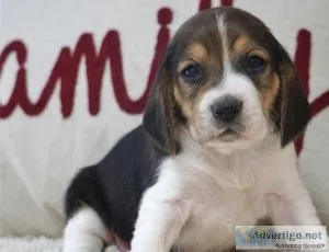 Purebred beagle puppies