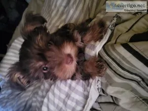 Yorkishire terrier