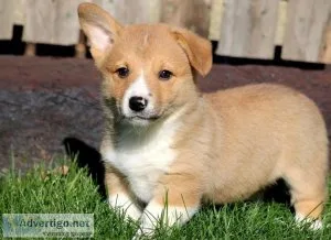 Incredible Pembroke welsh corgi puppies for sale