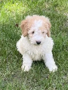 Goldendoodle