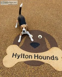 Get the Best Shelter for Your Dog When You Are Not Around