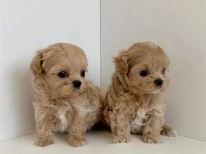 Special Maltipoo puppies for sale
