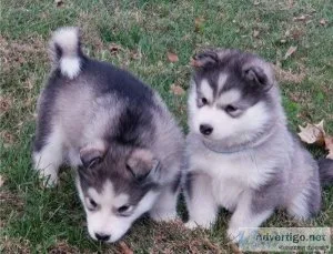 Stunning Alaskan Malamute puppies
