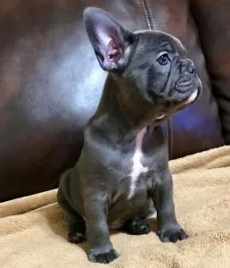 Spectacular French bulldog puppies puppies for sale