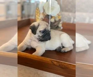 WONDERFUL ADORABLE FEMALE PUG PUPPY