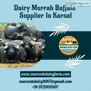 Dairy Murrah Buffalo Supplier In Karnal  Marwah Dairy Farm