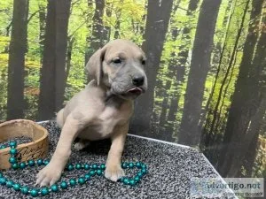 AKC Great Dane Puppies For Sale