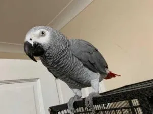 Lovely African Grey Parrots for sale